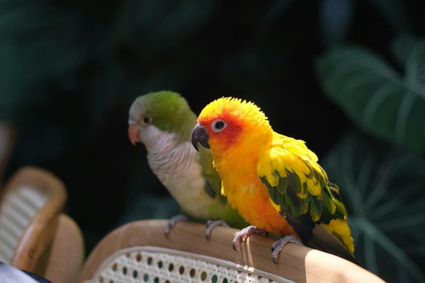 Impact Devastateur de l'Élevage Intensif sur le Bien-Être Animal : Ce Que Vous Devez Savoir