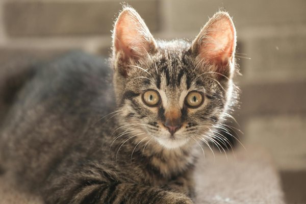 Découvrez les Services Innovants de Gardiennage pour Animaux