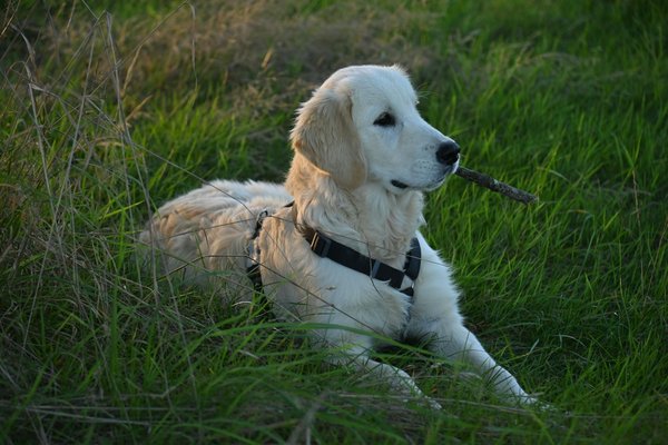 Les meilleures astuces pour le bien-être du chat au quotidien