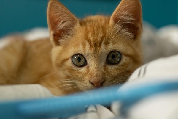 Assurance chien : 10 mythes démystifiés