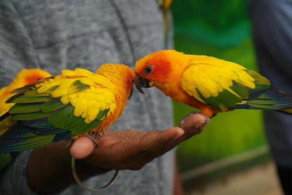 Les super-aliments des arachnides