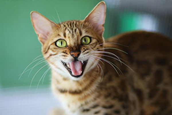 Comprendre le langage corporel des chats