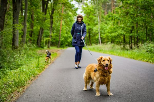 Découvrez les Services Innovants de Gardiennage pour Animaux