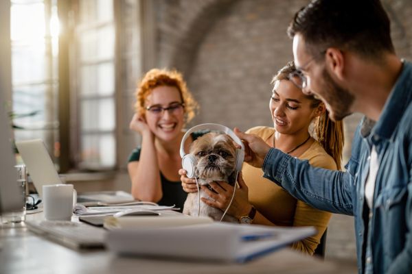 Guide de débutant sur l'assurance chien