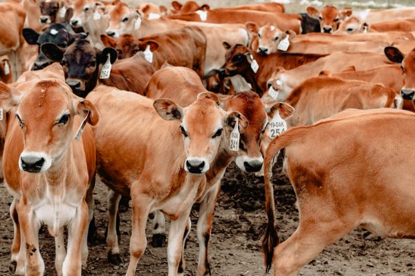 Impact Devastateur de l'Élevage Intensif sur le Bien-Être Animal : Ce Que Vous Devez Savoir