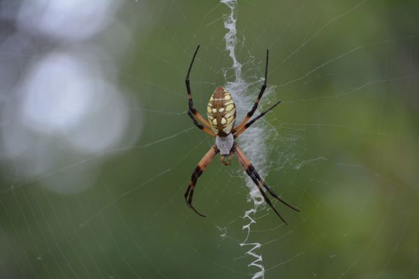 Les arachnides et la pop culture