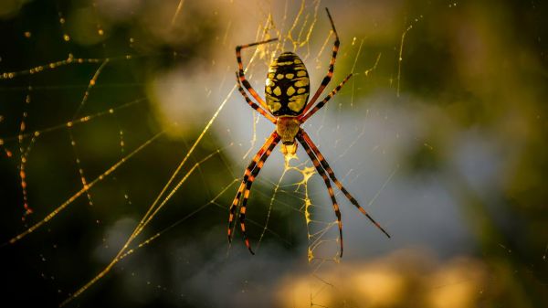 Les super-aliments des arachnides
