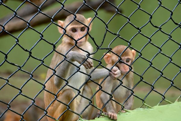 Nouvelles Mesures Innovantes pour Combattre la Cruauté Animale