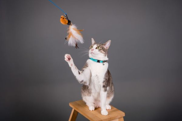 Pourquoi votre chat préfère-t-il un type particulier de jouet?