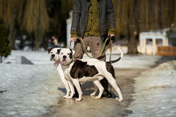 Ramasse crotte chien : les outils indispensables pour balader proprement