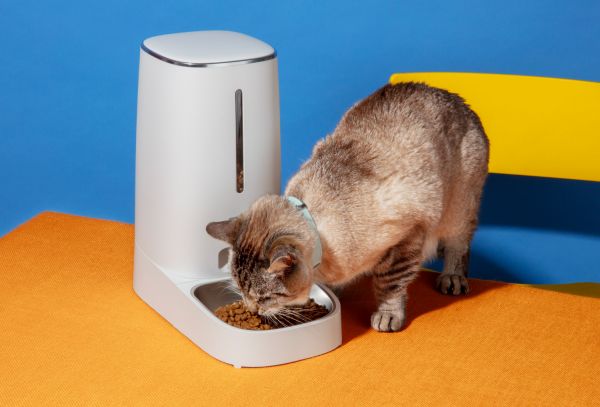 Top 5 des meilleurs produits pour chats en 2022