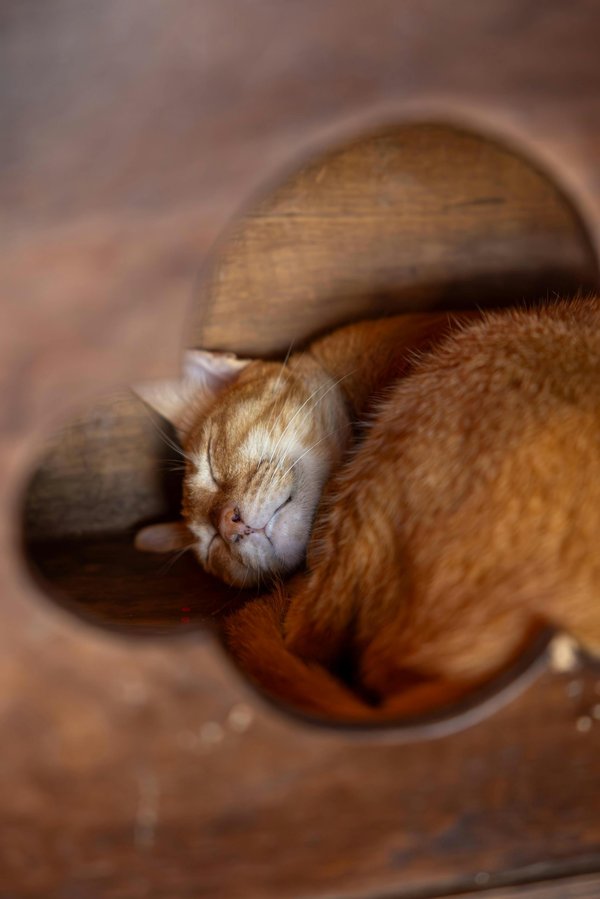 Découvrez notre sélection de cabanes pour chats d'extérieur