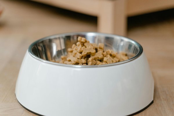 Croquettes pour chien : comment choisir une alimentation adaptée à votre compagnon ?